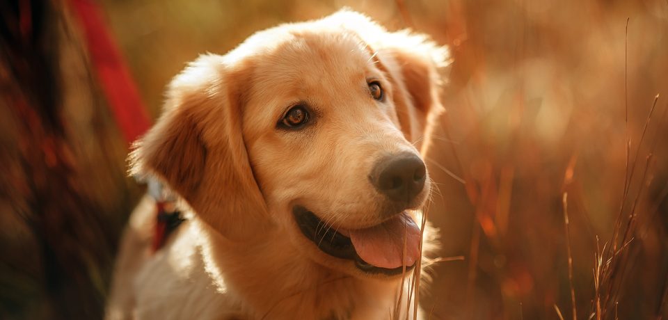 Probiotics for Dogs: The Importance of a Healthy Diet
